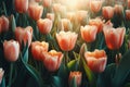 Amazing tulip flowers blooming in tulip field, against background blurry tulip flowers in sunset Royalty Free Stock Photo