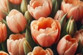 Amazing tulip flowers blooming in tulip field, against background blurry tulip flowers in sunset Royalty Free Stock Photo