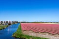 Amazing tulips field in Holland