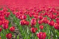 Amazing tulips field in Holland