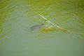 Turtle in the lake in the summer ,Kassandra ,Greece