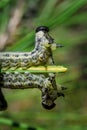 Amazing two Caterpillars. A symmetrical surprise from nature