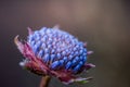 Amazing uncommon exotic flower- macro