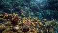 Amazing underwater image of Red sea bottom. Colorful coral fishes and growing reef under the water surface Royalty Free Stock Photo