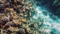 Amazing underwater image of Red sea bottom. Colorful coral fishes and growing reef under the water surface Royalty Free Stock Photo