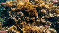 Amazing underwater image of Red sea bottom. Colorful coral fishes and growing reef under the water surface Royalty Free Stock Photo