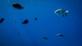 Amazing underwater photo of big school of colorful tropical fishes swimming at big coral reef Royalty Free Stock Photo