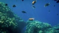 Amazing underwater photo of big school of colorful tropical fishes swimming at big coral reef Royalty Free Stock Photo