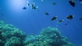 Amazing underwater photo of big school of colorful tropical fishes swimming at big coral reef Royalty Free Stock Photo