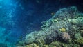 Amazing underwater photo of big school of colorful tropical fishes swimming at big coral reef Royalty Free Stock Photo