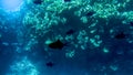 Amazing underwater photo of big school of colorful tropical fishes swimming at big coral reef Royalty Free Stock Photo