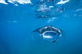 Beautiful Manta Ray flying underwater in sunlight in the blue sea Royalty Free Stock Photo