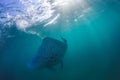 Beautiful Manta Ray flying underwater in sunlight in the blue sea Royalty Free Stock Photo