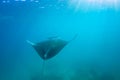 Beautiful Manta Ray flying underwater in sunlight in the blue sea Royalty Free Stock Photo