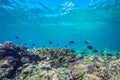 Beautiful underwater scene with marine life in sunlight in the blue sea. Maldives underwater paradise Royalty Free Stock Photo