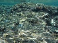 The amazing underwater world of the Mediterranean Sea near the island of Rhodes. Rhodes, Greece Royalty Free Stock Photo