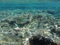 The amazing underwater world of the Mediterranean Sea near the island of Rhodes. Rhodes, Greece Royalty Free Stock Photo