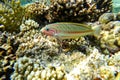 Amazing underwater world of the Red Sea colorful tropical striped fish swims above the surface near coral Royalty Free Stock Photo
