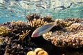 Amazing underwater world of the Red Sea colorful tropical striped fish swims above the surface near coral Royalty Free Stock Photo