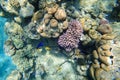 Amazing underwater world of the Red Sea fish swim inside the coral in search of food