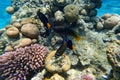 Amazing underwater world of the Red Sea a flock of fish circles around the coral