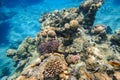 Amazing underwater world of the Red Sea a flock of tropical fish swim near the coral on the bottom