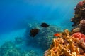 The amazing underwater world of the Red Sea, next to the colorful corals, a flock of fish swims on which the rays of the sun