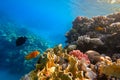 The amazing underwater world of the Red Sea, next to the colorful corals, a flock of fish swims on which the rays of the sun