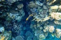 Amazing underwater world of the Red Sea tropical fish lurk near the corals