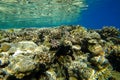 Amazing underwater world of the Red Sea tropical fish swim under the surface near the coral in search of food