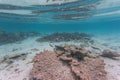 Amazing underwater world view. Dead reef corals and beautiful fishes in blue water of Indian Ocean. Snorkeling.
