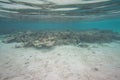 Amazing underwater world view. Dead reef corals and beautiful fishes in blue water of Indian Ocean. Snorkeling. Royalty Free Stock Photo