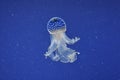 Blue jellyfish with white dots