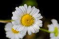 A really amazing unreal camomile