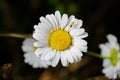 A really amazing unreal camomile Royalty Free Stock Photo