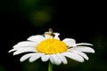 A really amazing unreal camomile Royalty Free Stock Photo