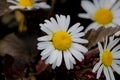 A really amazing unreal camomile Royalty Free Stock Photo