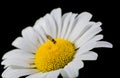 A really amazing unreal camomile Royalty Free Stock Photo