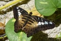 Amazing Up Close Brown Clipper Butterfly Wings Royalty Free Stock Photo