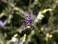 Amazing up close macro of garden spider common hanging on web Royalty Free Stock Photo