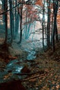 Amazing vertical foggy autumn scenery, scenic nature landscape, Carpathian mountains. Ukraine, Europe