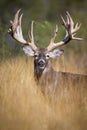 Amazing vertical photograph of big whitetail buck Royalty Free Stock Photo