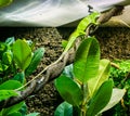 Amazing vibrant green anole lizard sitting on a twisted tree branch exotic reptile pet beautiful animal portrait Royalty Free Stock Photo