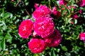 Amazing vibrant pink floribunda flowers in the garden Royalty Free Stock Photo