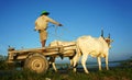 Amazing Vietnamese rural, Asian, cow wagon