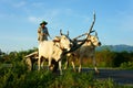 Amazing Vietnamese rural, Asian, cow wagon