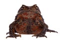 Amazing Vietnamese toad isolated on white background Royalty Free Stock Photo