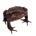 Amazing Vietnamese toad isolated on white background Royalty Free Stock Photo
