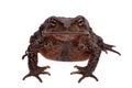 Amazing Vietnamese toad isolated on white background Royalty Free Stock Photo