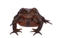 Amazing Vietnamese toad isolated on white background Royalty Free Stock Photo